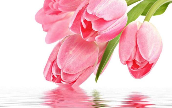 郁金香家庭水培方法，花球選擇很關(guān)鍵