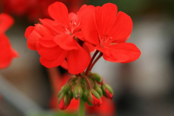 石臘紅怎么養(yǎng)，5步教你養(yǎng)好石臘紅