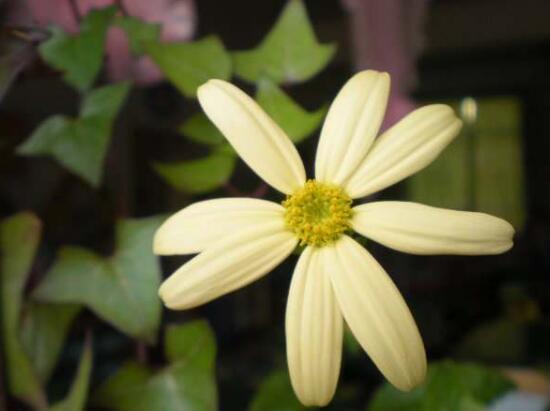 常春藤會(huì)開(kāi)花嗎，常春藤什么時(shí)候開(kāi)花