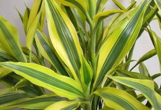 富貴竹品種有哪些，富貴竹品種圖片大全