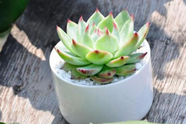 怎么養(yǎng)多肉植物長(zhǎng)得快，保證光照充足是關(guān)鍵