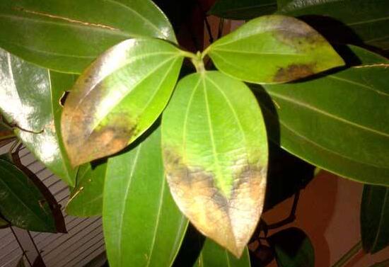 平安樹葉子發(fā)黃怎么辦，教你五個(gè)步驟來挽救