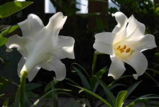 百合花的藥用價(jià)值，百合花的功效與作用