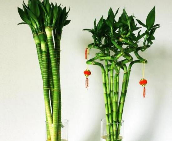 觀音竹和富貴竹的區(qū)別，觀音竹好還是富貴竹好