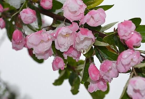 海棠花好養(yǎng)嗎，好養(yǎng)/老農(nóng)總結(jié)最簡單五種養(yǎng)殖方法