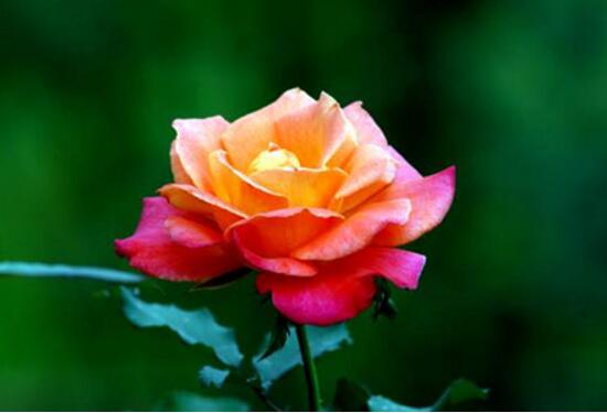 月季花的花語是什么，不同顏色月季花的寓意