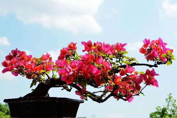 三角梅的生活環(huán)境，最適宜溫暖濕潤(rùn)、光照充足的環(huán)境