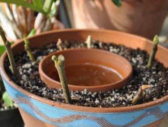 桅子花怎么扦插，老農(nóng)總結(jié)兩大扦插繁殖方法(水插與土插)