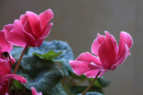 仙客來種子怎么收，花期結(jié)束2個(gè)月后開始收獲