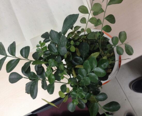 九里香怎么澆水，九里香多久澆一次水