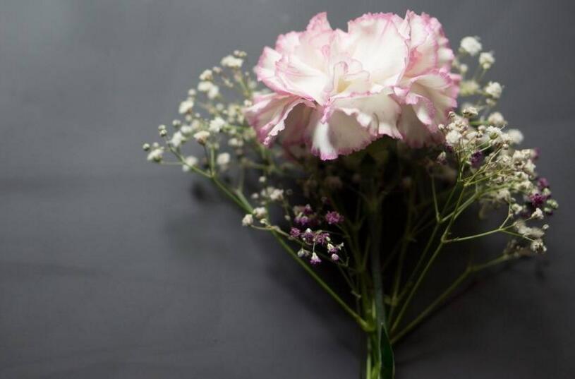 康乃馨幾天澆一次水，旺盛期和施肥時澆水的次數(shù)都不同