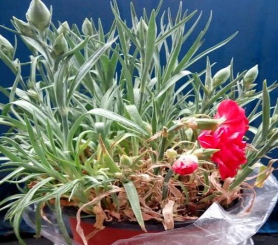 康乃馨為何葉子尖黃，康乃馨葉子發(fā)黃怎么辦