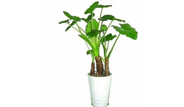 滴水觀音的病蟲(chóng)害有哪些，滴水觀音的病蟲(chóng)害防治