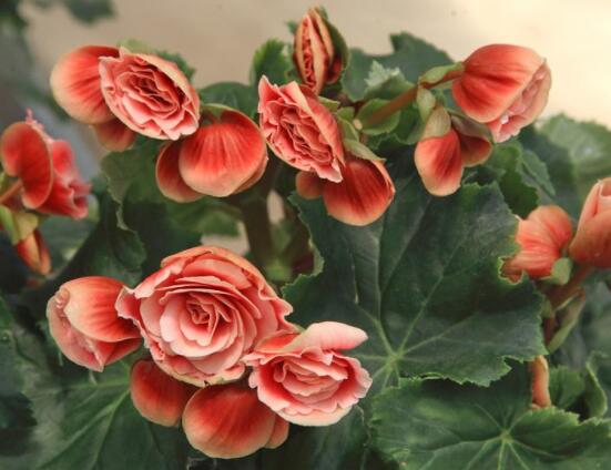 麗格海棠花的養(yǎng)殖方法，老總總結(jié)出最實(shí)用六大基本步驟