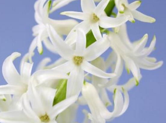 風信子的養(yǎng)殖方法和注意事項，6個步驟幫你養(yǎng)好風信子