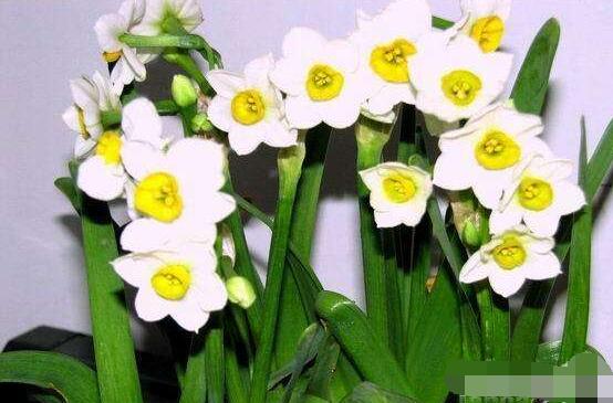 水培水仙花的養(yǎng)殖方法，五個(gè)簡(jiǎn)單小步驟可養(yǎng)好