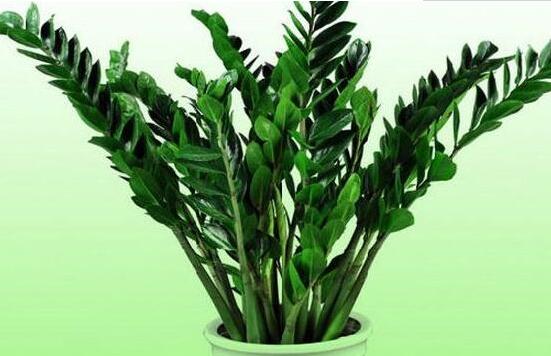 金錢樹(shù)的管理方法，教你五個(gè)最佳管理方法