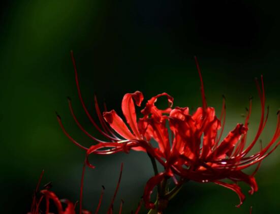 彼岸花有毒嗎，誤食出現(xiàn)呼吸困難、心跳加快(微毒)