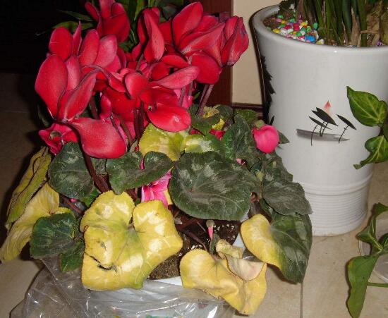 仙客來葉子發(fā)黃的原因，仙客來葉子發(fā)黃怎么辦