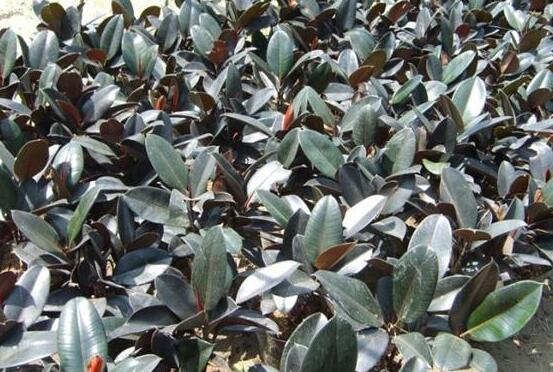 橡皮樹(shù)長(zhǎng)黑斑怎么辦，兩種原因以及解決辦法