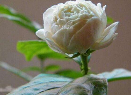 茉莉花品種，茉莉花最受歡迎八大品種