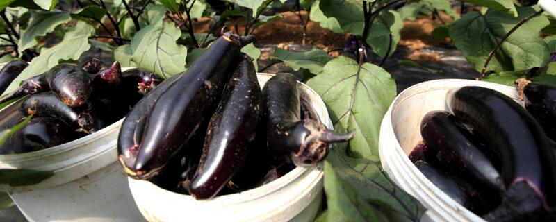 適合春天種的農(nóng)作物