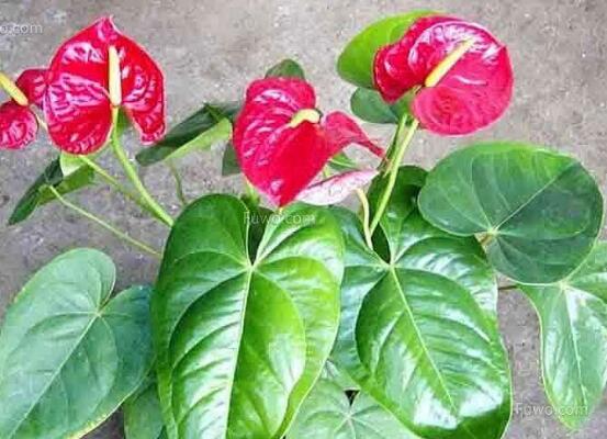 仙客來的葉子發(fā)黃怎么辦，教你四種原因以及解決辦法