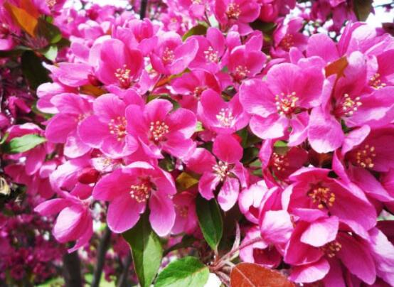 哪種海棠花最好看，北美海棠花欣賞價(jià)值最高(雜交品種)