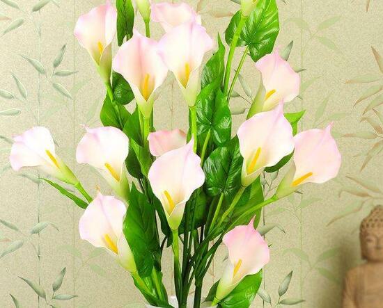 馬蹄蓮怎么修剪，馬蹄蓮的修剪方法