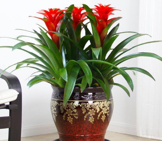 鴻運當頭什么時候開花，鴻運當頭一年開幾次花