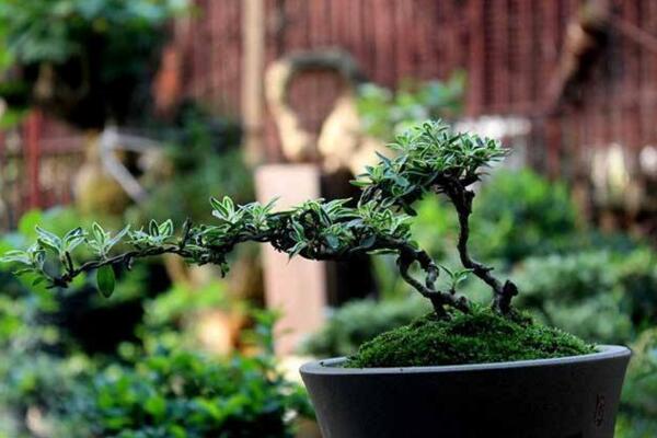 盆栽六月雪不吉利嗎，六月雪放在家里對(duì)風(fēng)水沒(méi)有影響