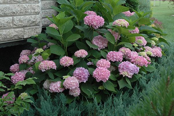 繡球花什么時(shí)候分株最好，最好在早春時(shí)期進(jìn)行