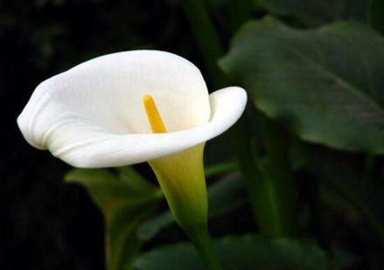 馬蹄蓮什么時(shí)候開花，馬蹄蓮不開花的原因