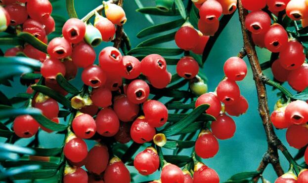 紅豆杉爛根怎么辦，澆水過多是爛根主要原因之一