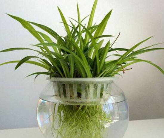 吊蘭可以水培嗎，水養(yǎng)吊蘭怎么養(yǎng)才茂盛