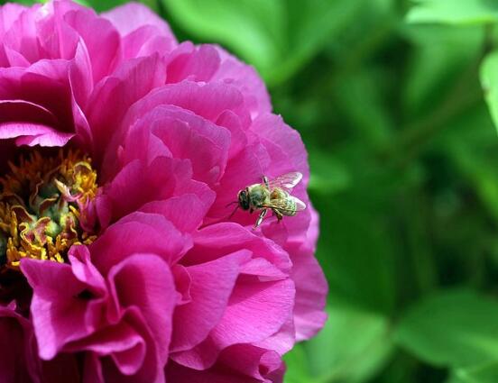 牡丹花有毒嗎，牡丹花可以在室內(nèi)養(yǎng)嗎