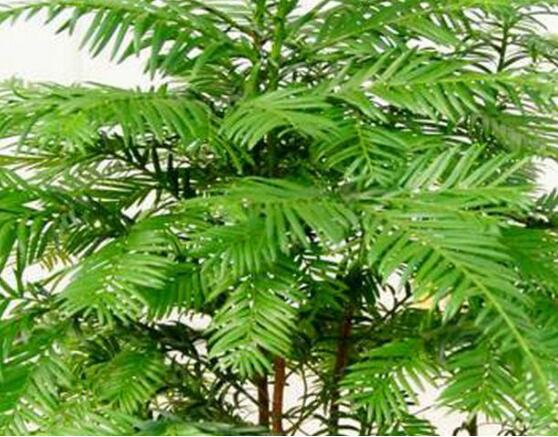 紅豆杉的花語是什么，紅豆杉代表著高雅、思念之情