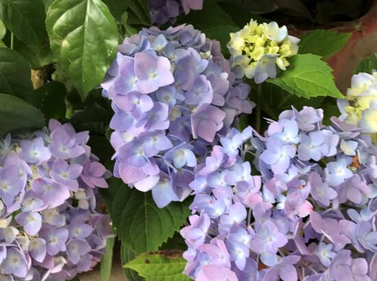 繡球花怎么養(yǎng)，繡球花的養(yǎng)殖方法