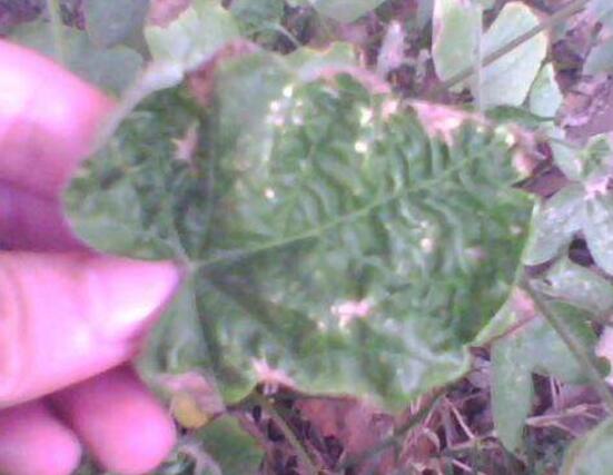 牽?；ㄈ~子發(fā)黃怎么辦，牽?；ㄈ~子發(fā)黃解決辦法