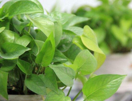 一棵綠蘿七個鬼，民間廣為流傳迷信謠言