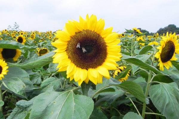 向日葵傳播種子的方法，主要為自然傳播以及外力傳播