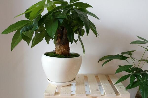 發(fā)財(cái)樹(shù)扦插繁殖方法圖解，4步即可完成發(fā)財(cái)樹(shù)的扦插