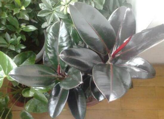 橡皮樹好養(yǎng)嗎，橡皮樹的養(yǎng)殖方法和注意事項(xiàng)