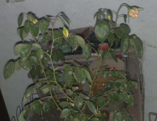 月季花葉子枯萎原因，月季花葉子枯萎了怎么辦