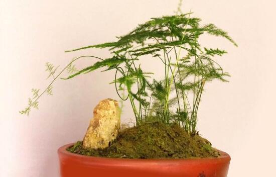 文竹病蟲害有哪些，文竹的病蟲害防治