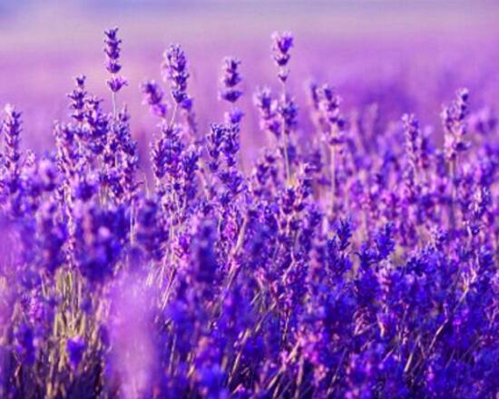 薰衣草茶多久喝一次，薰衣草功效與作用