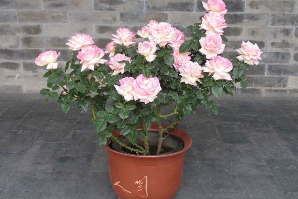 月季換盆后蔫了怎么辦，適當(dāng)遮陰并控制澆水