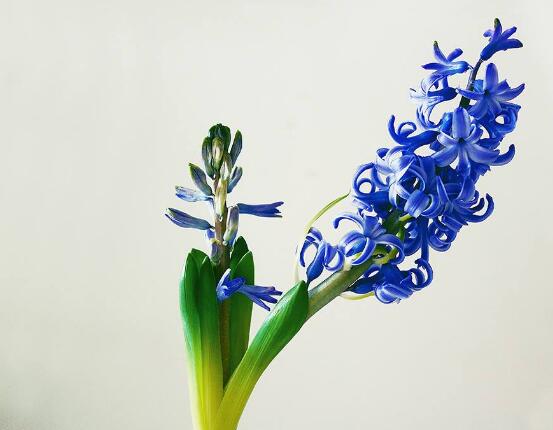 風(fēng)信子葉子蔫了怎么辦，四種原因及解決方法