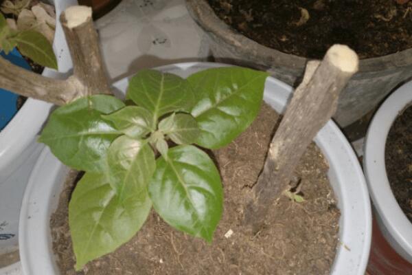 三角梅扦插方法，詳解三角梅扦插繁殖步驟