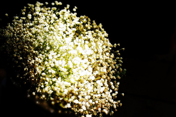 滿天星發(fā)芽后多久開花